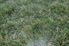 sile-peyzaj-uygulamalari-5585-11